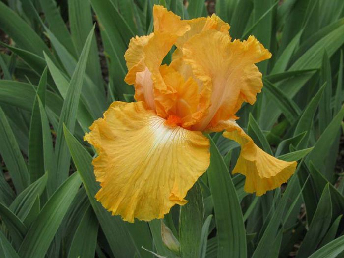 Fresno Calipso - Irisi  D E F G
