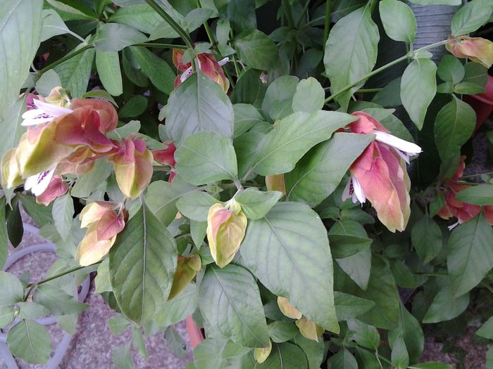 20140708_163945 - iulie 2014