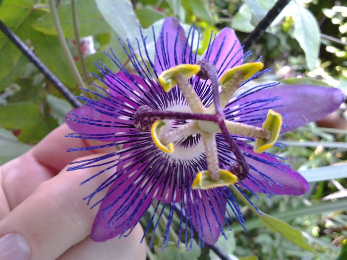 20140708_163832 - iulie 2014