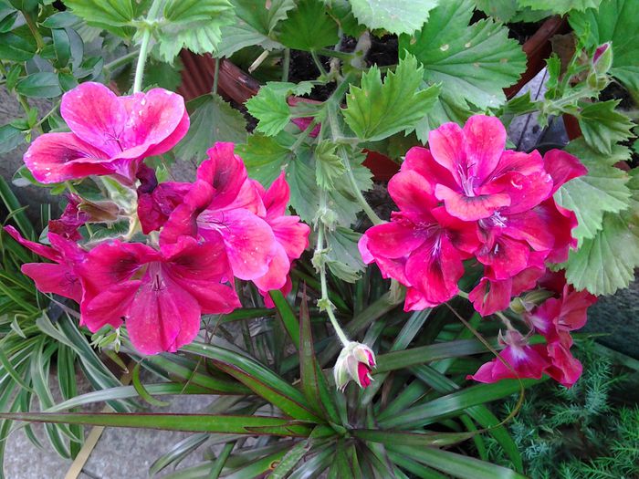 20140708_163801 - iulie 2014