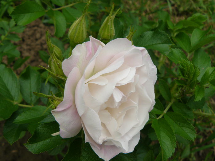 Rosa rugosa Ritausma - Rosa Rugosa Ritausma