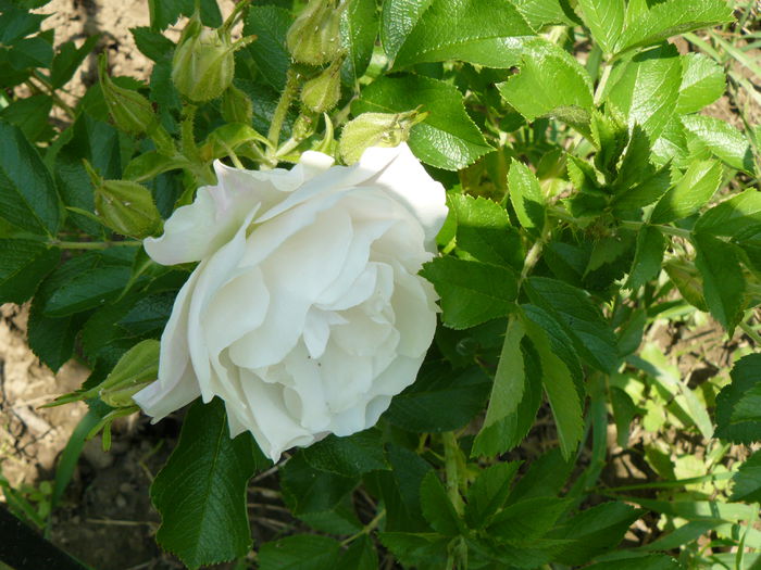 Rosa rugosa Ritausma