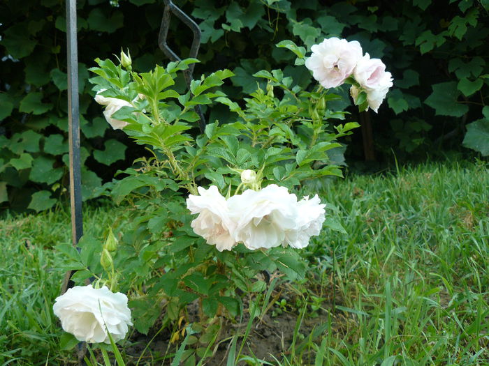 Rosa rugosa Ritausma - Rosa Rugosa Ritausma