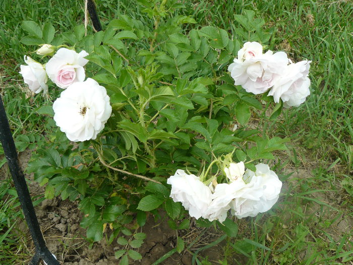 Rosa rugosa Ritausma - Rosa Rugosa Ritausma