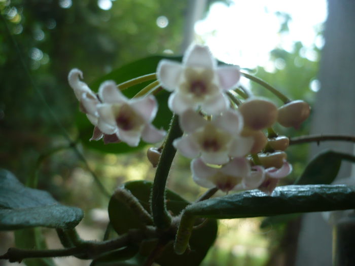 08.07.2014 - Rotundiflora-ex square