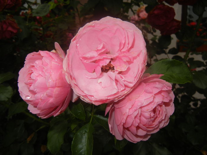Rose Louise Odier (2014, June 18) - Rose Louise Odier