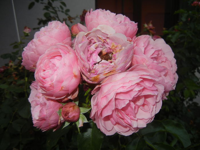 Rose Louise Odier (2014, June 23) - Rose Louise Odier