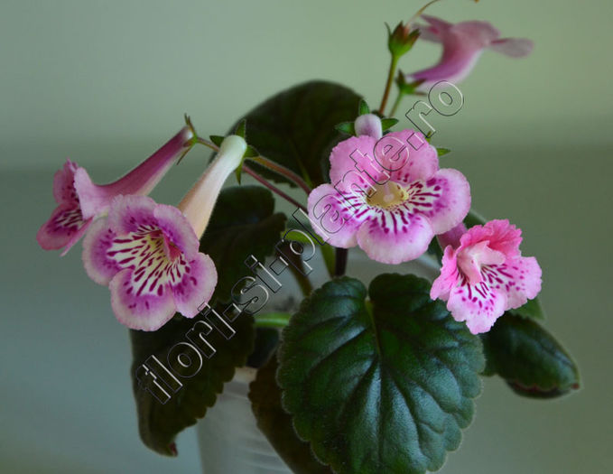 Sinningia Isa s Moonlit Dancer - GLOXINIA _ SINNINGIA__NEWS 2014