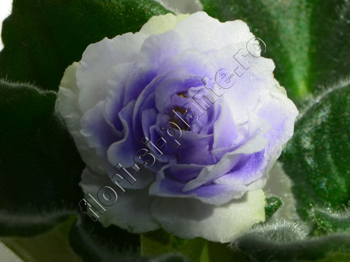 Saintpaulia RS-Akvamarin