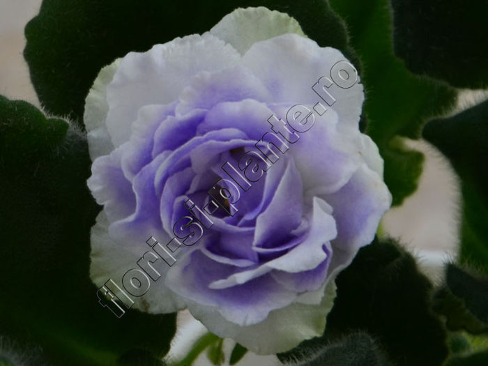 Saintpaulia RS-Akvamarin