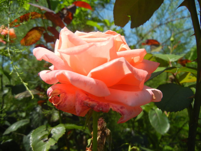 Rose Artistry (2014, June 23) - Rose Artistry