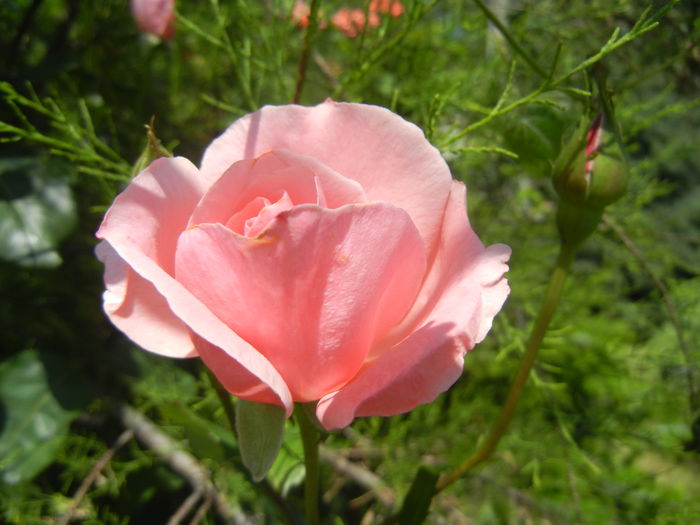 Rose Royal Highness (2014, June 23) - Rose Royal Highness