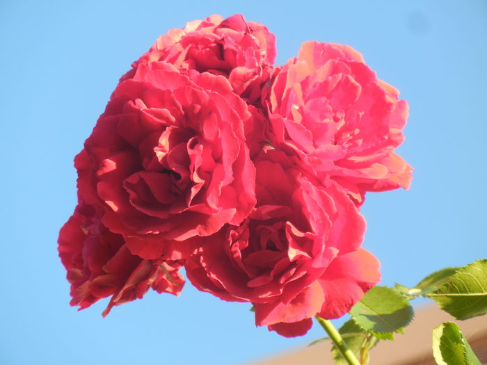Rose Blaze Superior (2014, July 01) - Rose Blaze Superior