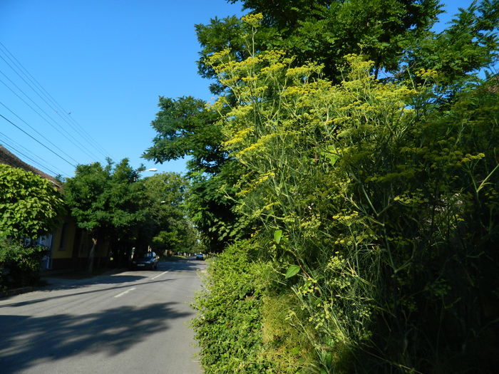 DSCN0131