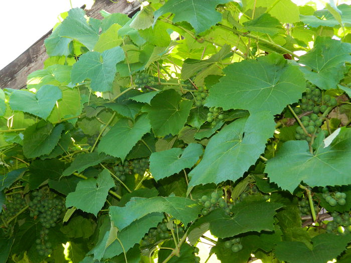 DSCN0159