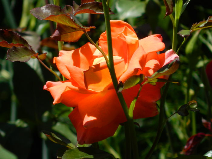 DSCN0191