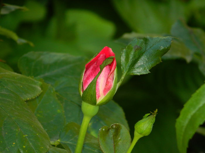 DSCN0192