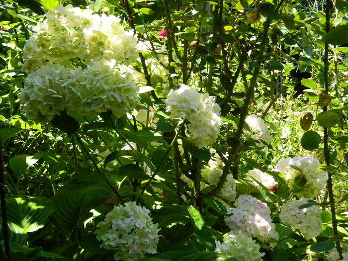 DSCN0196