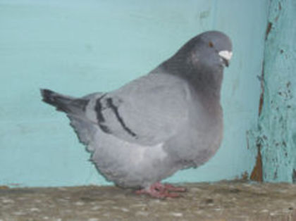 94298435_PEAVPKM3 - m---PORUMBEI VANDUTI