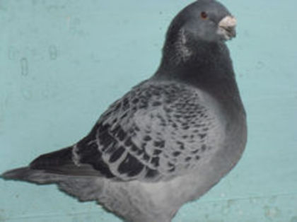 94546191_FGSLAID - m---PORUMBEI VANDUTI