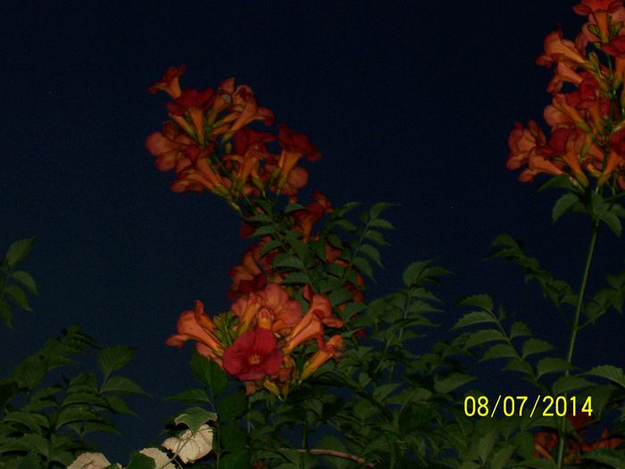 101_6677 - miunatele flori