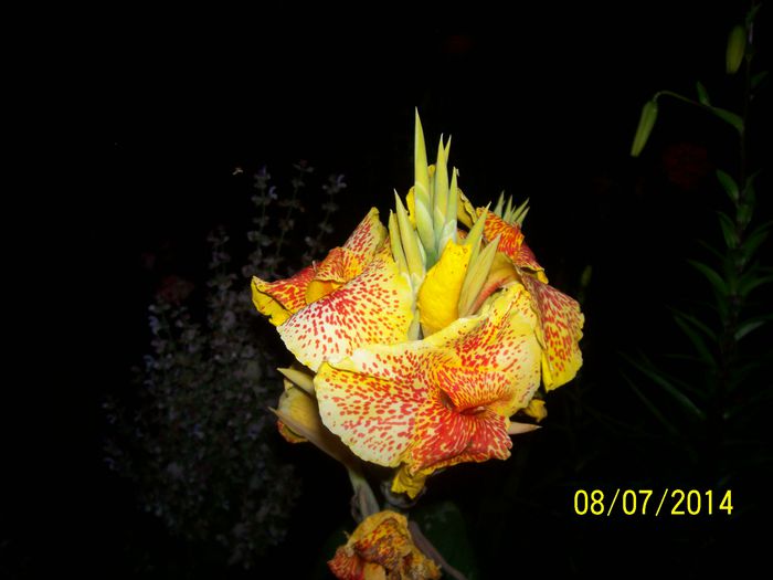 101_6680 - miunatele flori