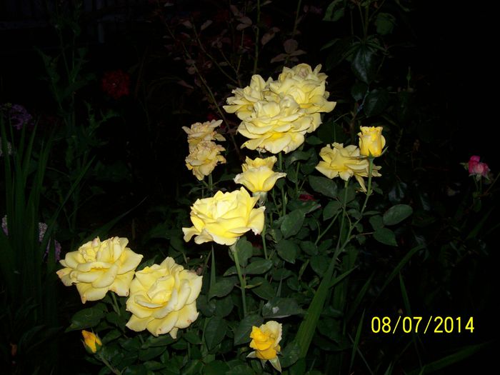101_6693 - miunatele flori