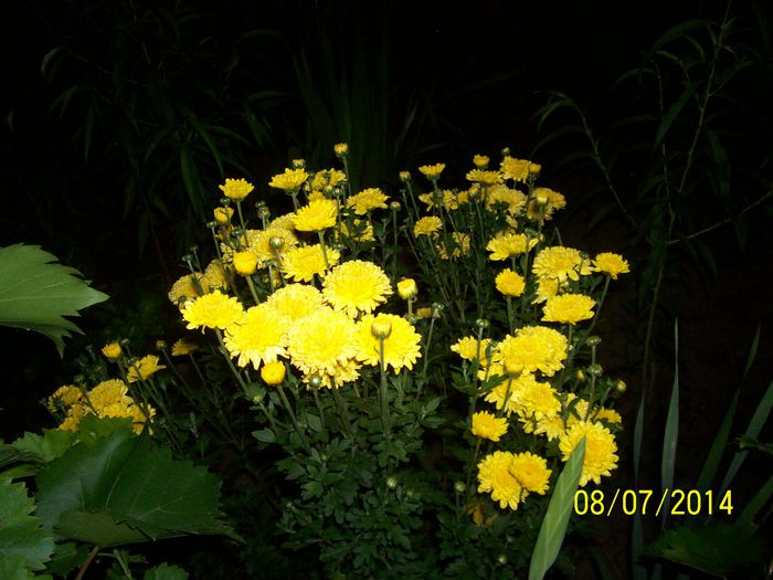 101_6744 - miunatele flori