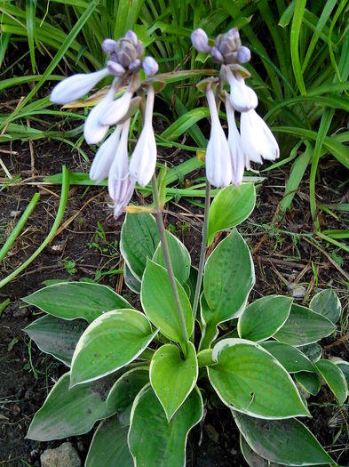 IMG_20140705_203524 - HOSTA 2014