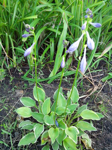 IMG_20140705_203538 - HOSTA 2014