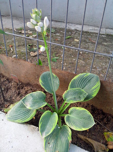 IMG_20140602_201219 - HOSTA 2014