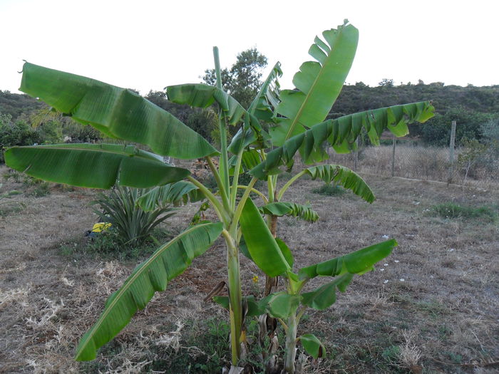 banani