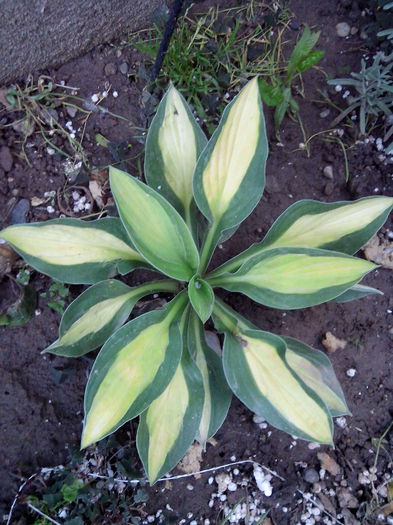 IMG_20140602_202138 - HOSTA 2014