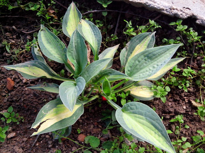 IMG_20140602_201448 - HOSTA 2014