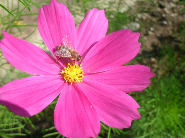 GEDC1645 - 2-in gradina