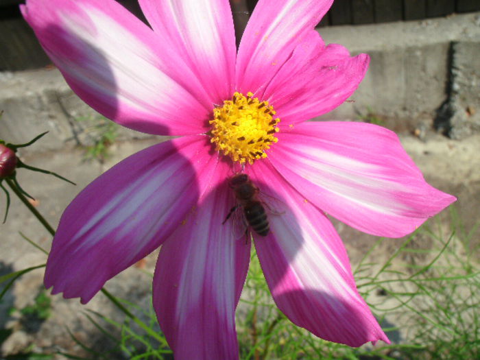  - 2-in gradina