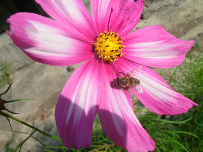  - 2-in gradina
