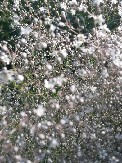 20140705_192130 - gypsophila paniculata-floarea miresei