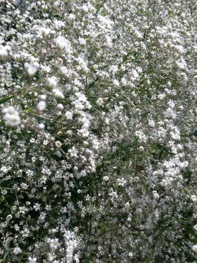 20140708_164048 - gypsophila paniculata-floarea miresei