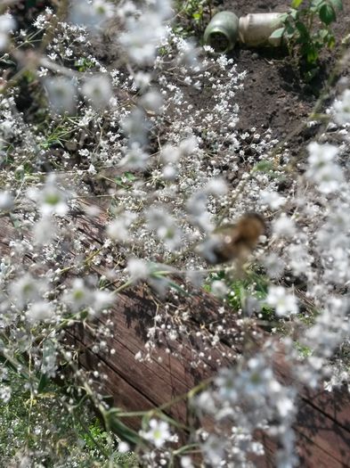 20140708_164114 - gypsophila paniculata-floarea miresei