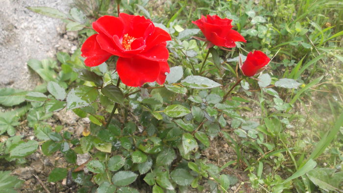 DSCF5459 - Trandafirii de ghiveci plantati in gradina