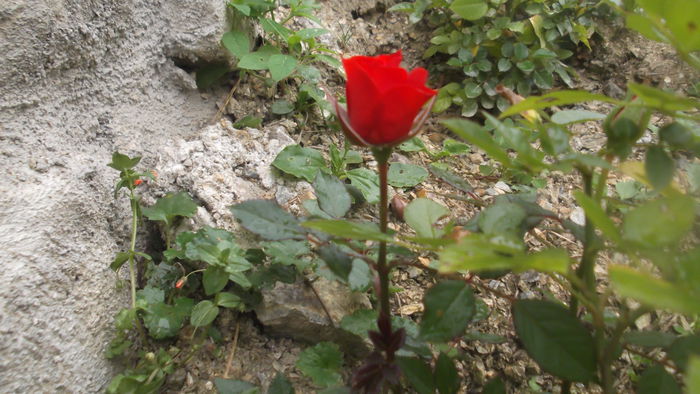 DSCF5461 - Trandafirii de ghiveci plantati in gradina
