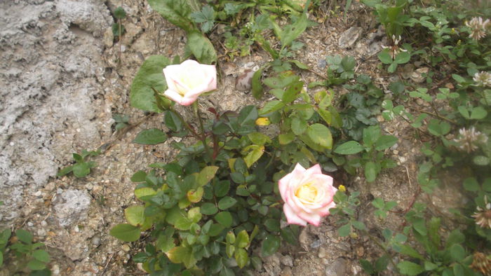 DSCF5462 - Trandafirii de ghiveci plantati in gradina