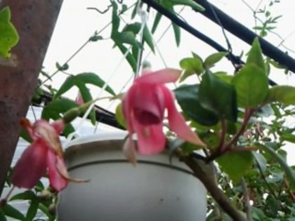 Pink Galore - Fuchsia si alte flori