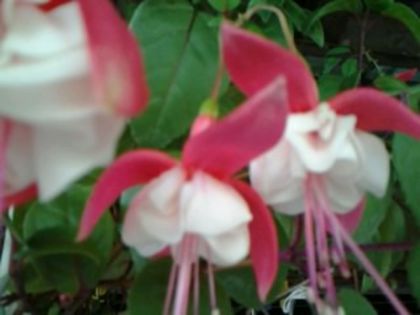 Fotografie1756 - Fuchsia si alte flori