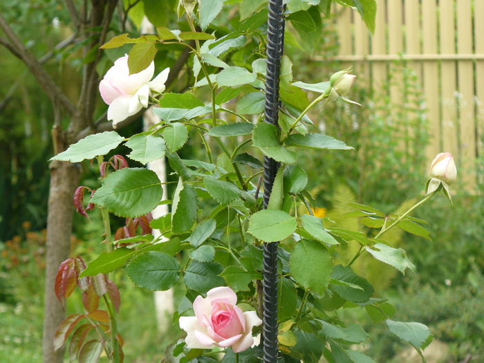 9iulie 2014_Eden Rose - Gradina rozelor_2014