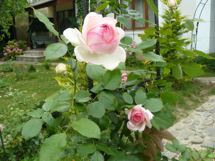 Eden Rose - Gradina rozelor_2014