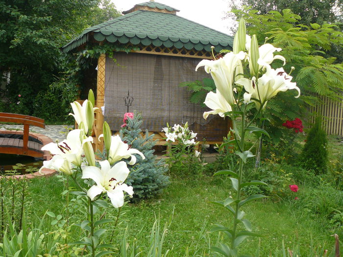 Crini parfumati - Gradina rozelor_2014