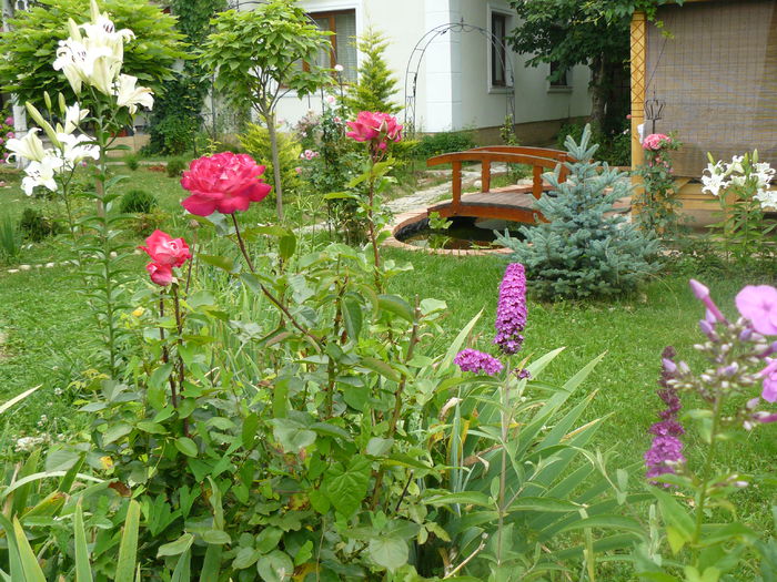 Buddleia - Gradina rozelor_2014