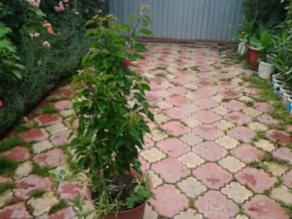 Fotografie1798 - Hibiscusi si Bougainvillea
